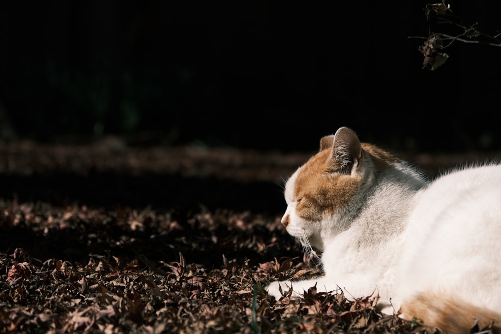 a white and brown cat laying on top of leaves