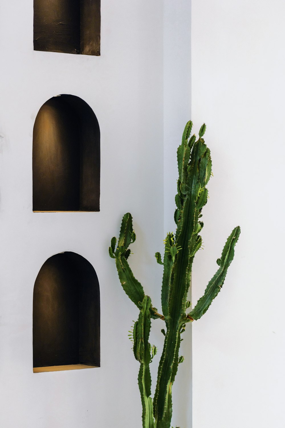 a cactus in a pot next to a white wall