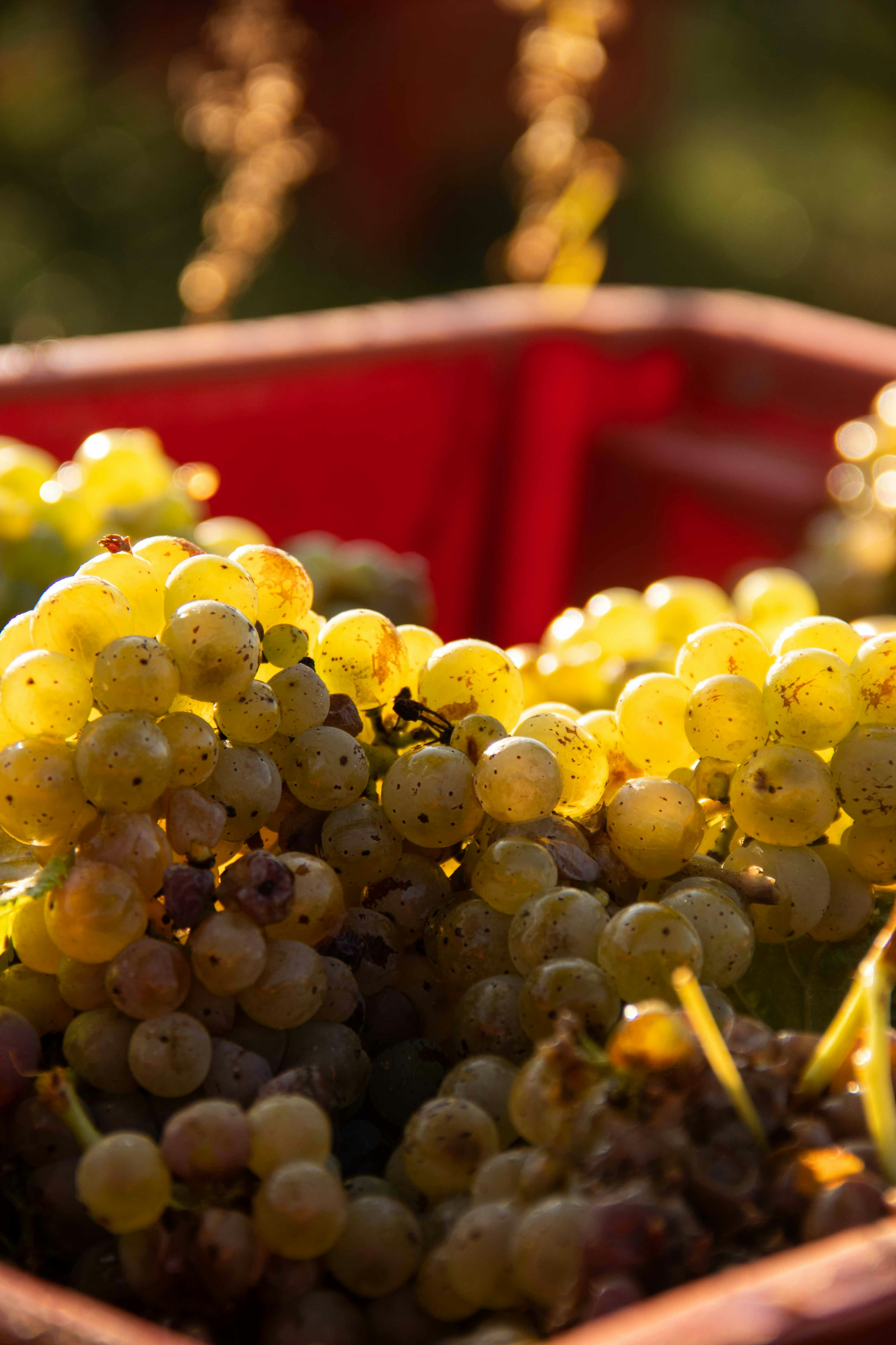 Photo by vinarija_perak