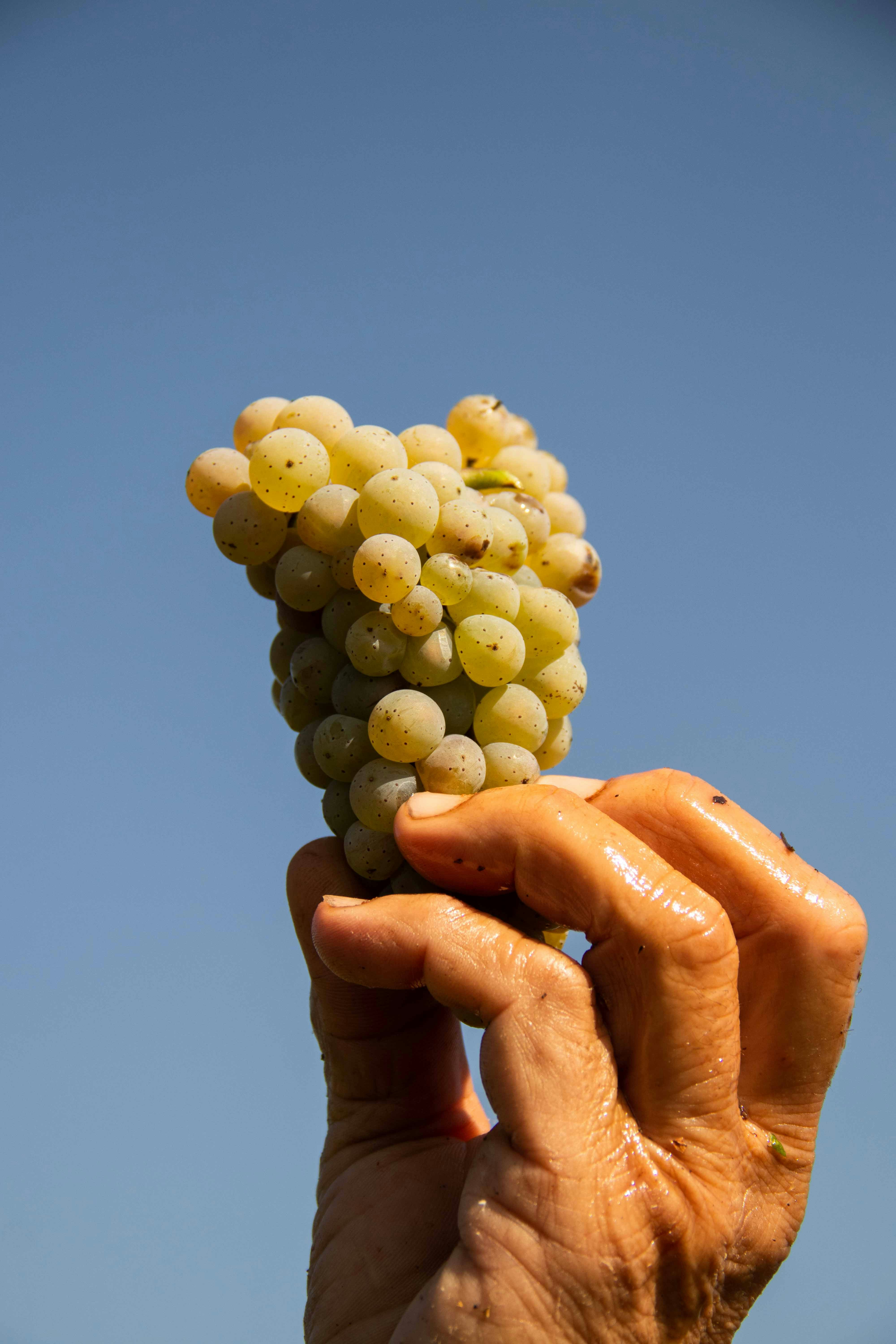 a person holding a bunch of grapes in their hand
