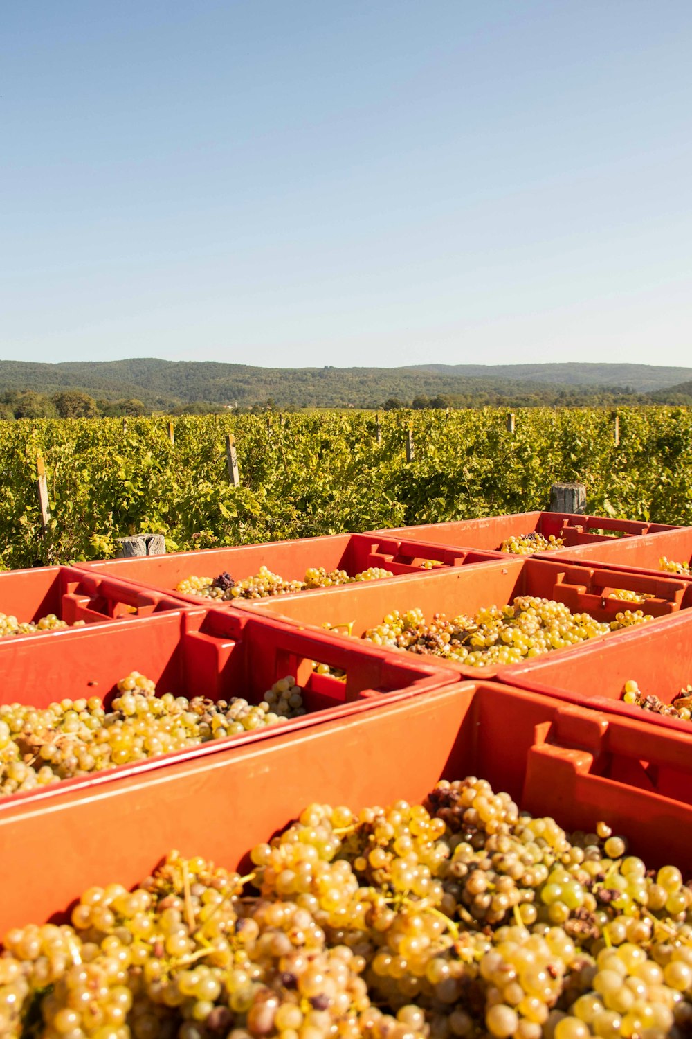 a bunch of grapes that are in some containers