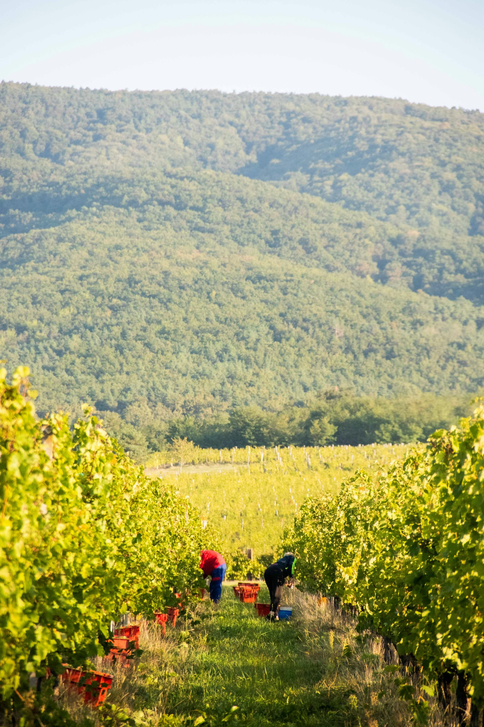Two pickers working between rows of a vineyard with harvest crates, hills in the background