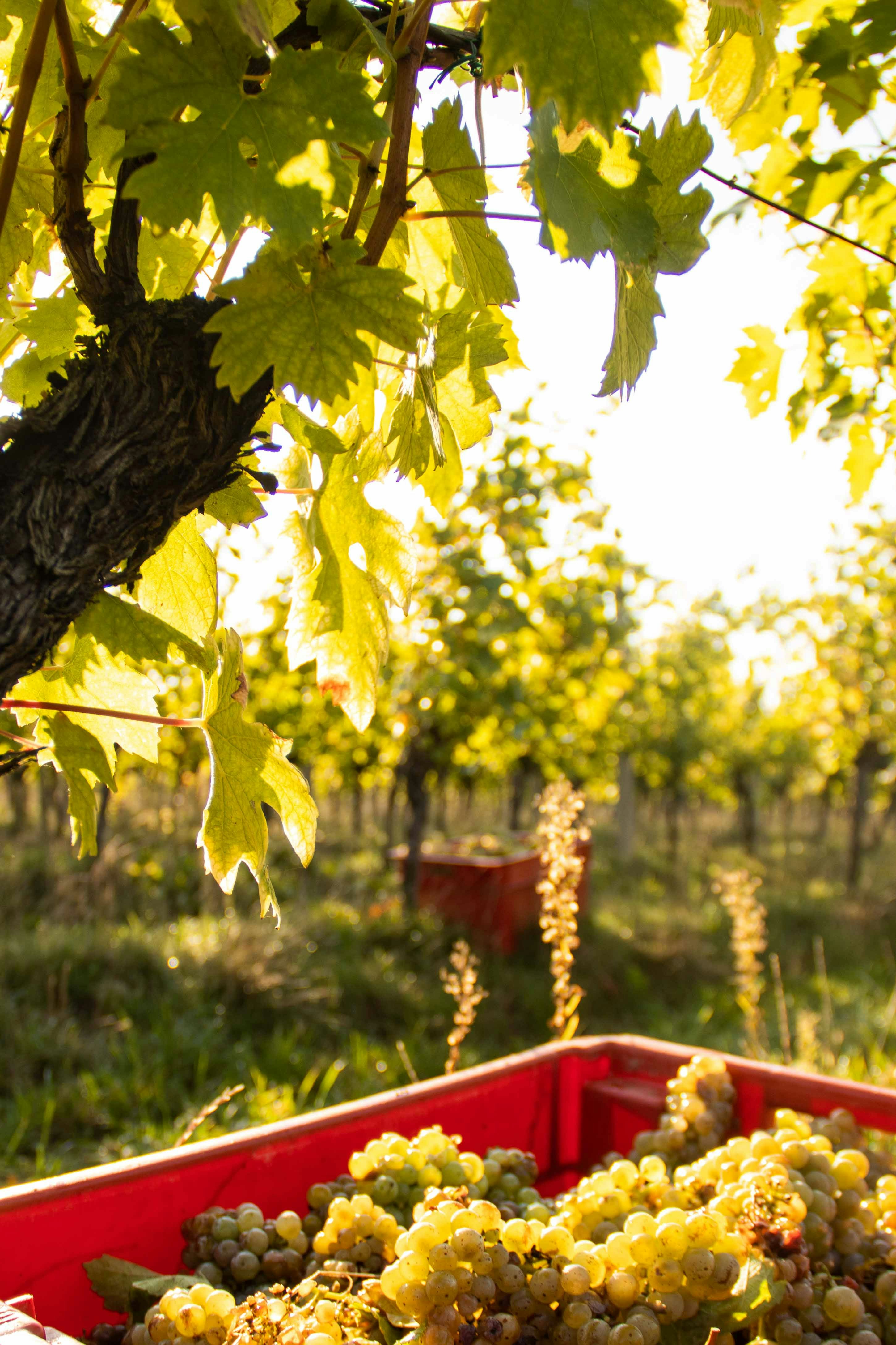 Photo by vinarija_perak