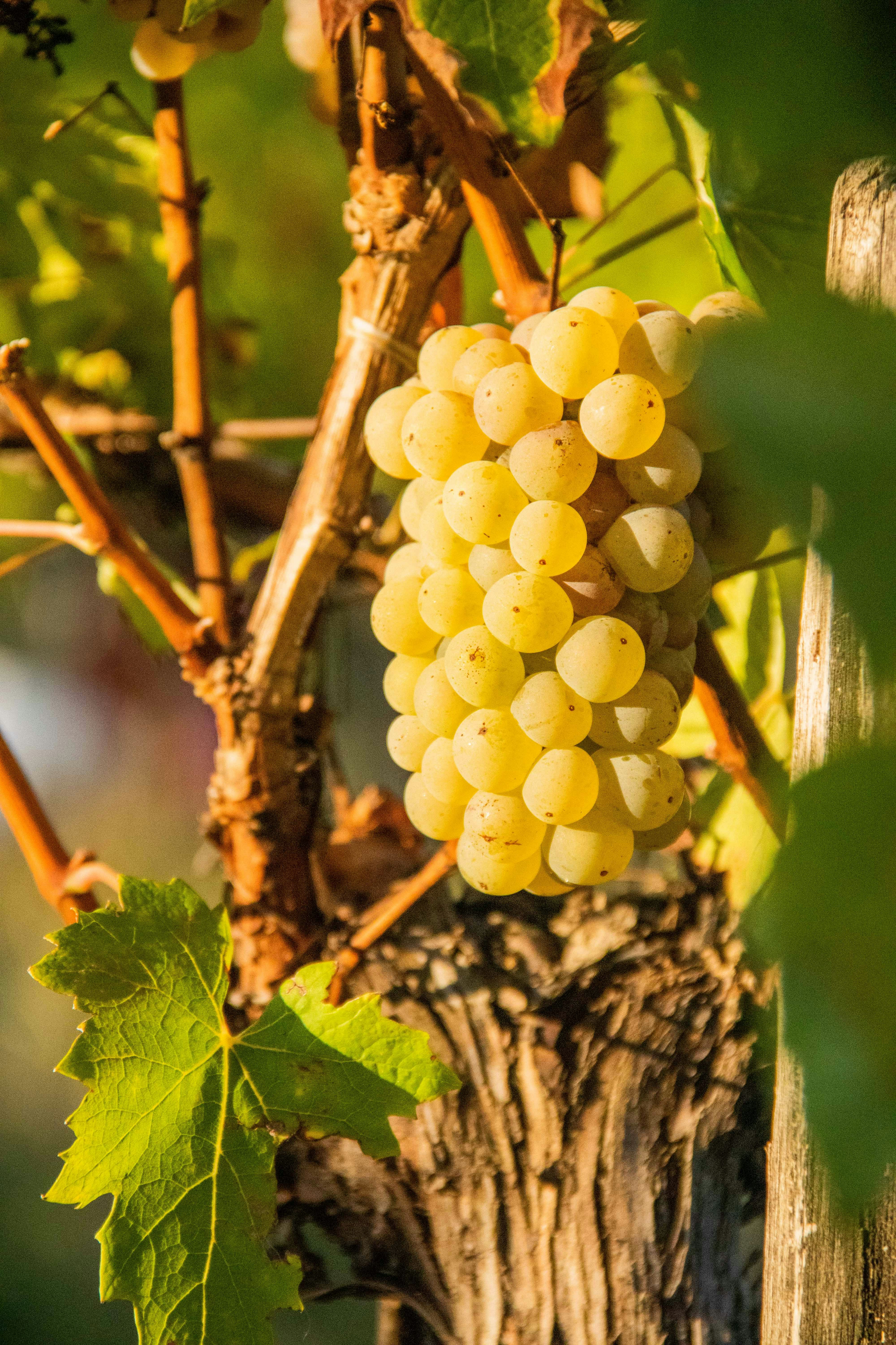 Photo by vinarija_perak