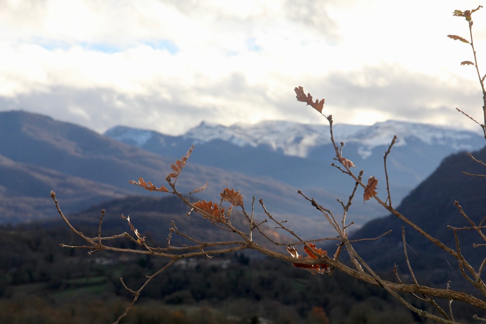 a tree branch with a view of mountains in the background