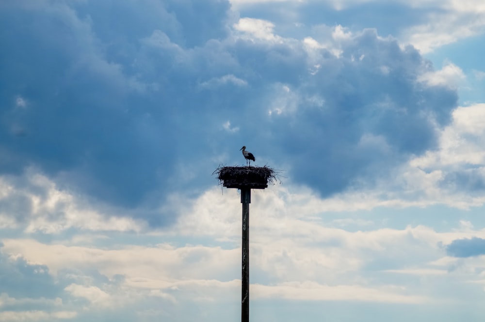 a bird sitting on top of a nest on top of a pole