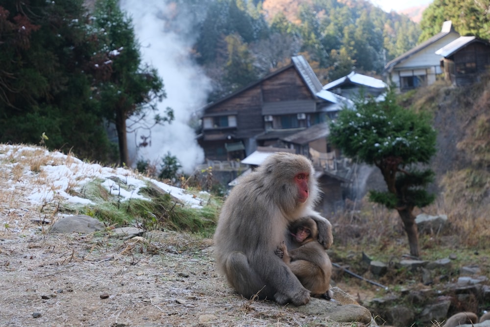 a couple of monkeys sitting on top of a hill
