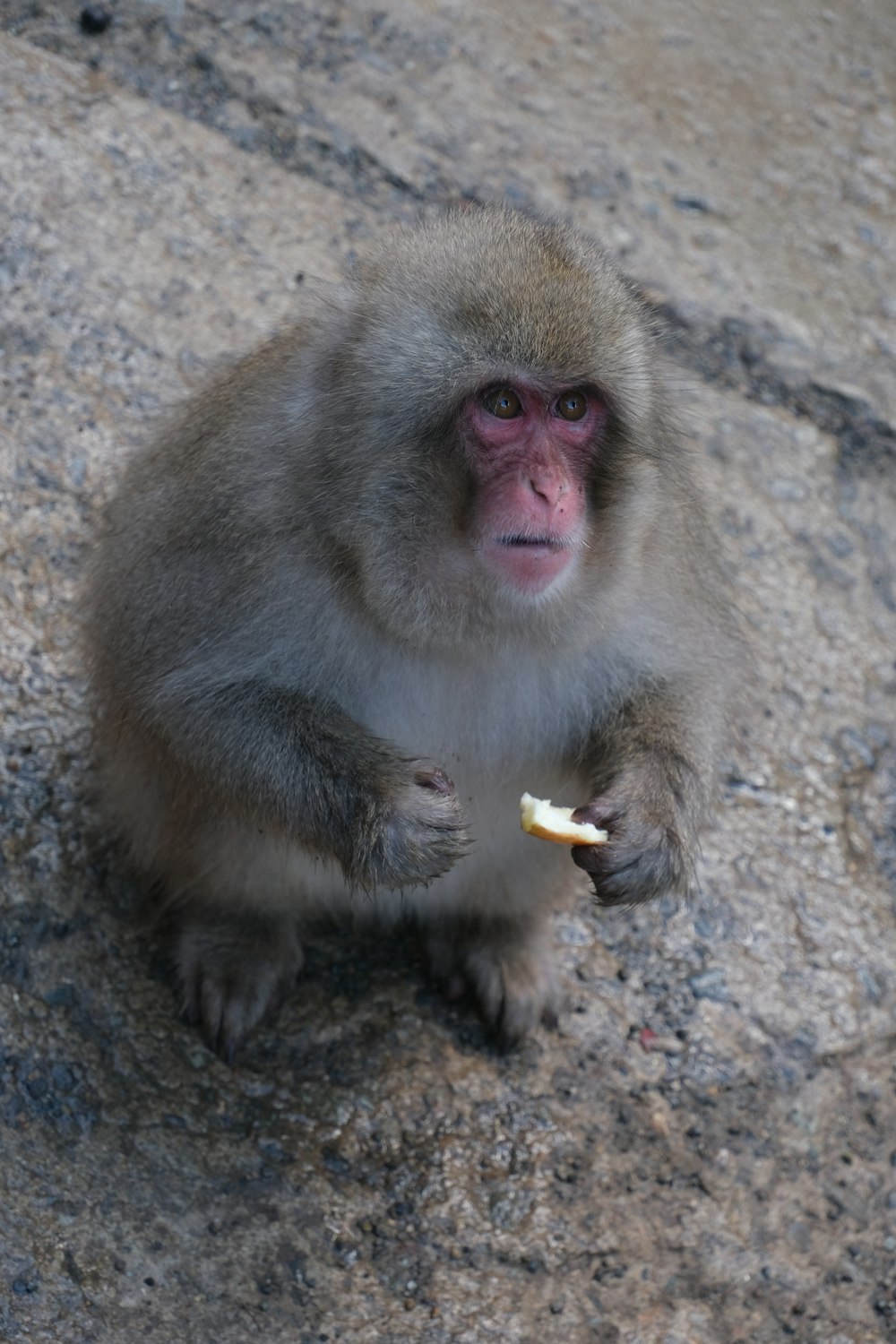 a monkey sitting on a rock eating something