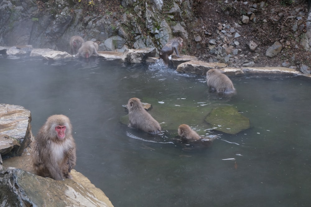 Eine Gruppe von Affen sitzt in einer heißen Quelle