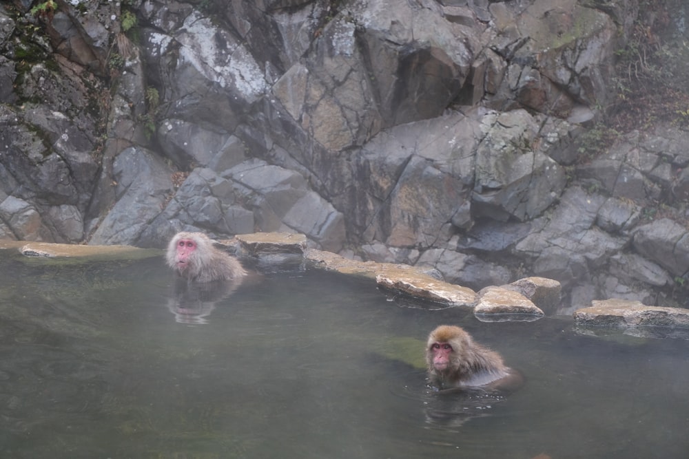 a couple of monkeys in a body of water