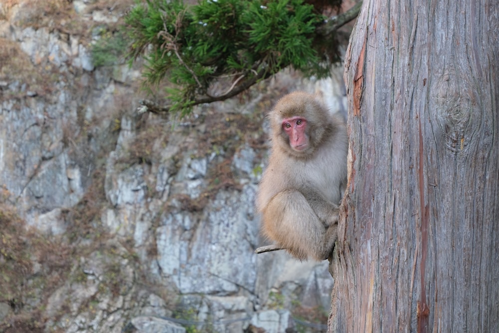 a monkey sitting on top of a tree next to a cliff