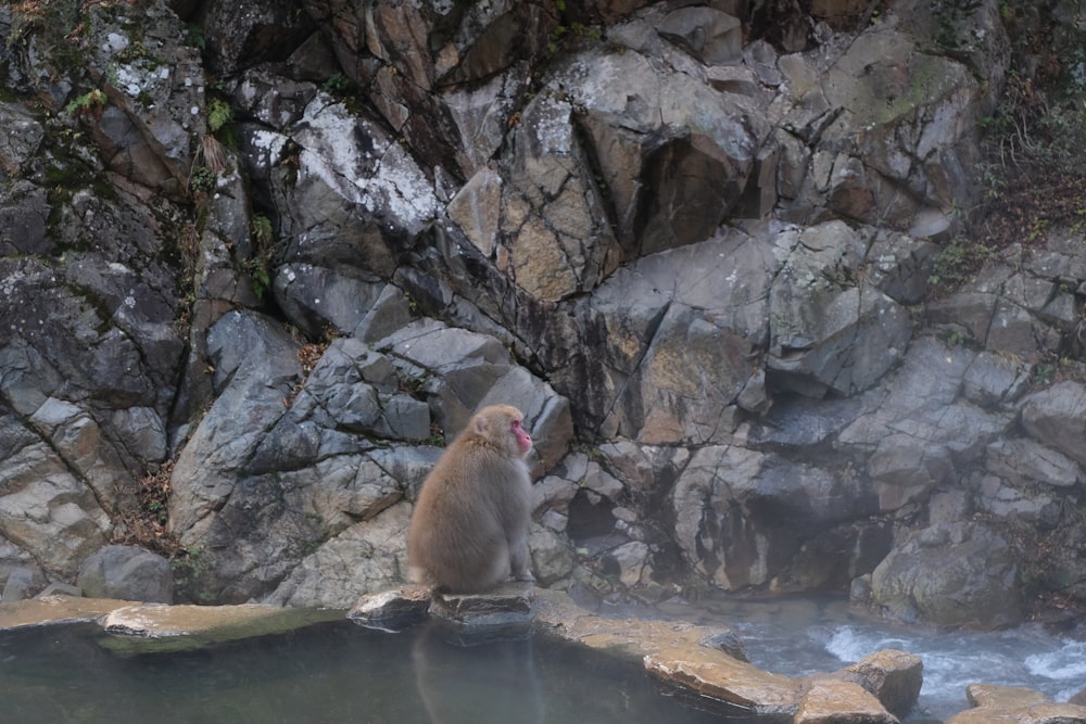 una scimmia seduta su una roccia vicino a uno specchio d'acqua