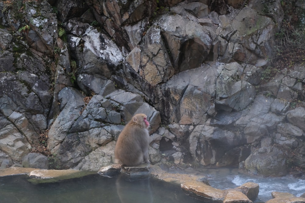 a monkey sitting on a rock next to a body of water