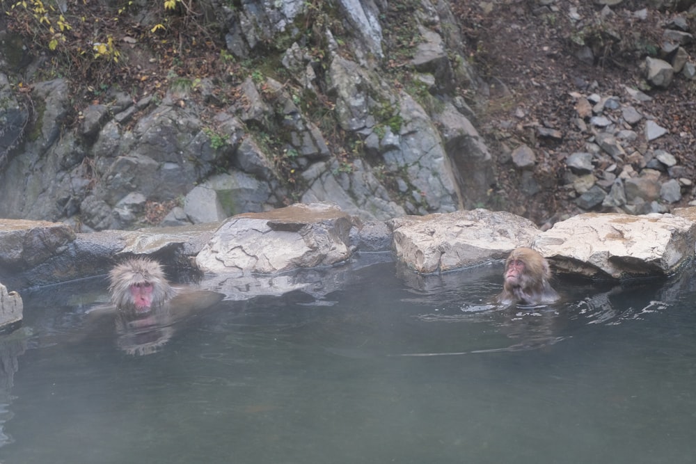 Un paio di scimmie sono nell'acqua