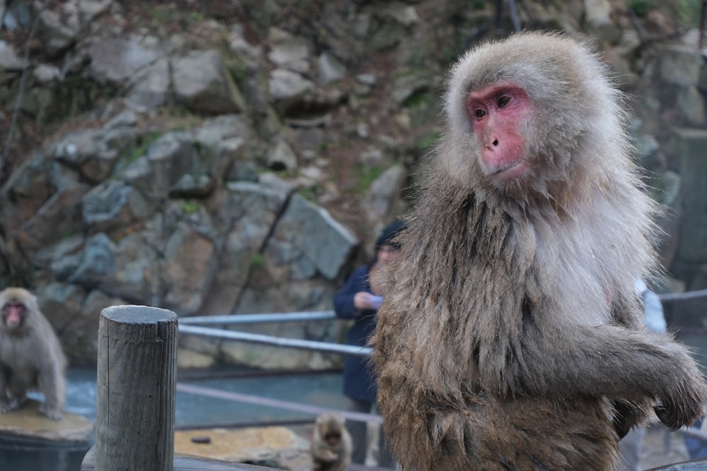 a monkey standing on its hind legs in a zoo enclosure