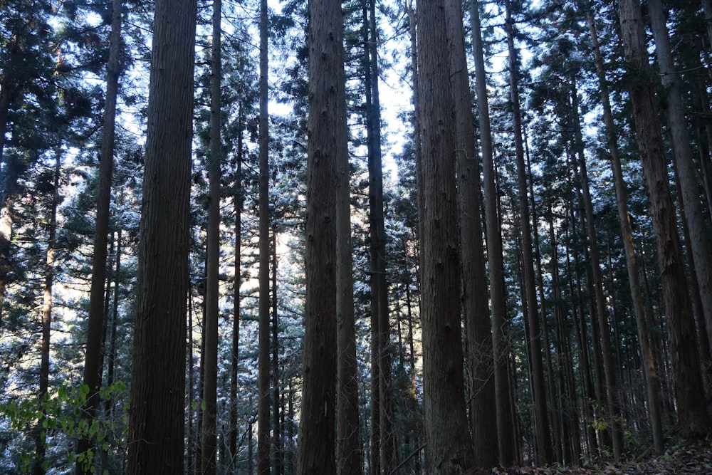 a forest filled with lots of tall trees