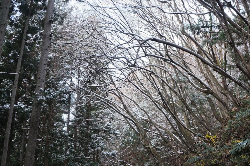 a snow covered road surrounded by trees and bushes