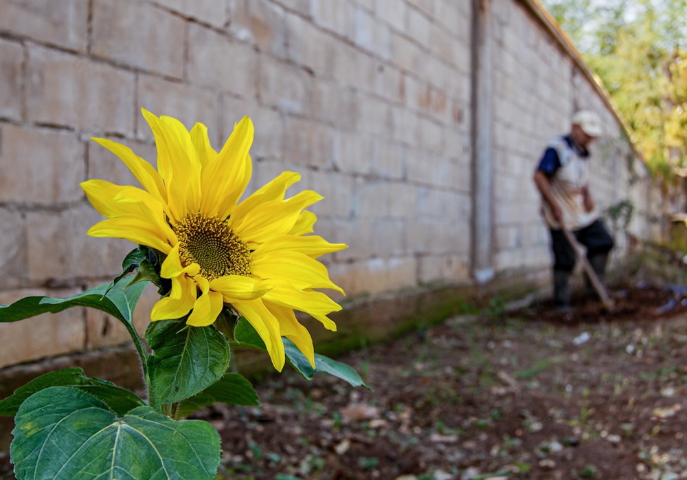a large sunflower in front of a brick wall