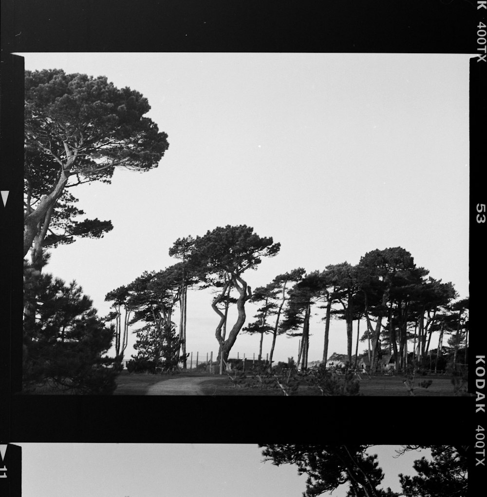 a black and white photo of some trees