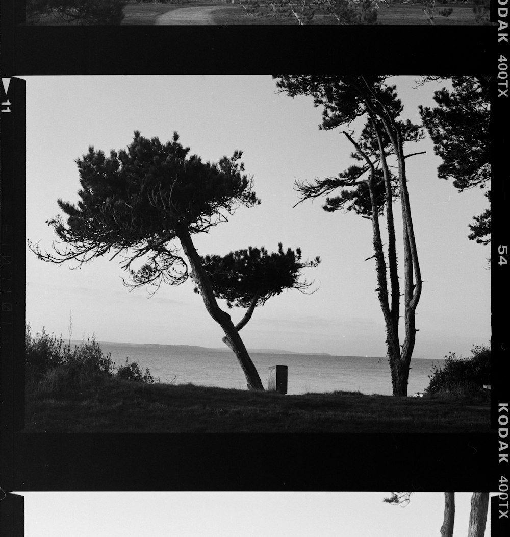 uma foto em preto e branco das árvores e do oceano