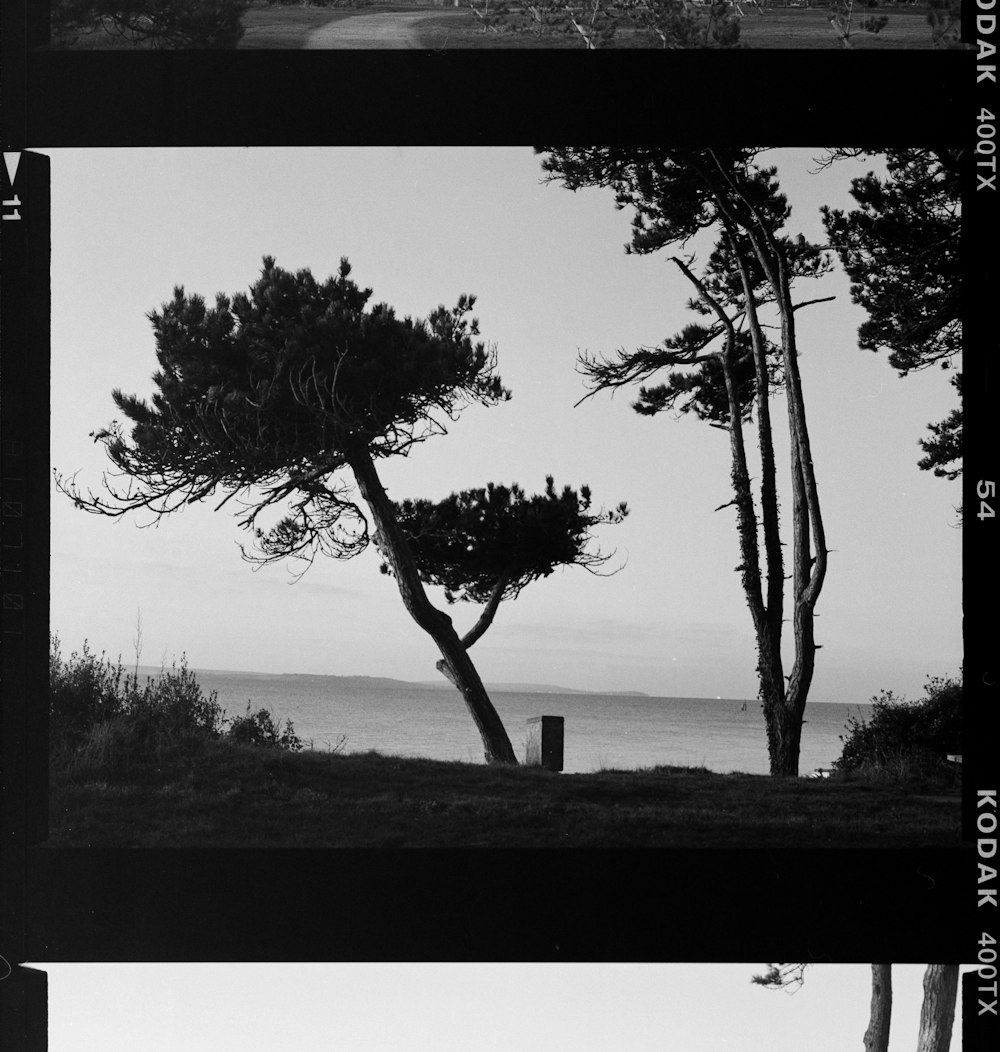 a black and white photo of trees and the ocean