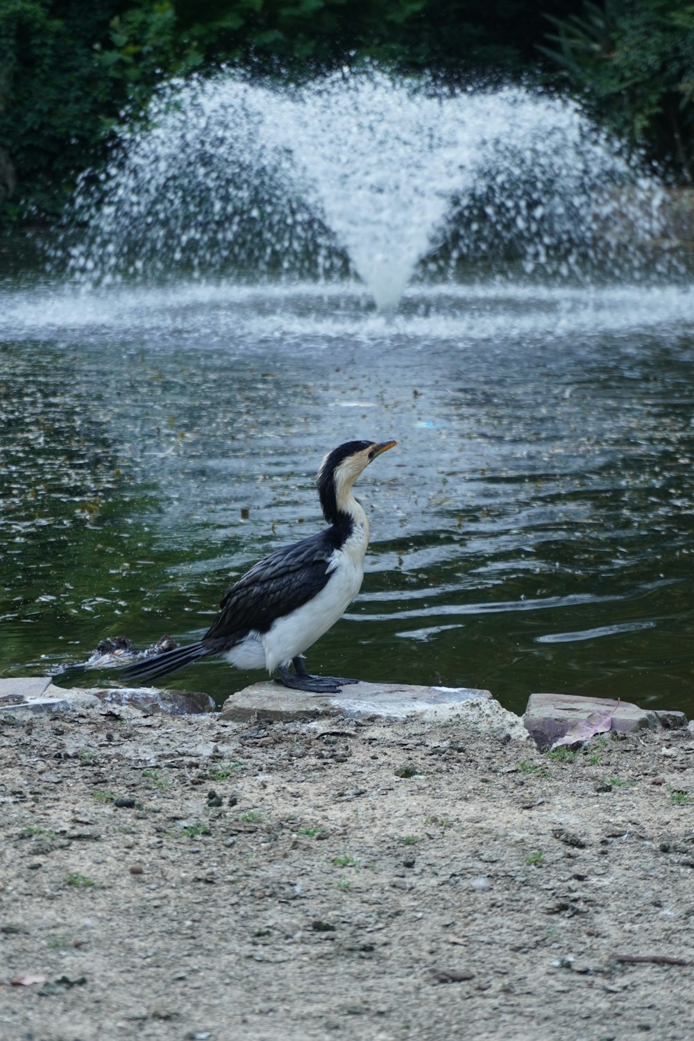 a bird sitting on a rock near a pond