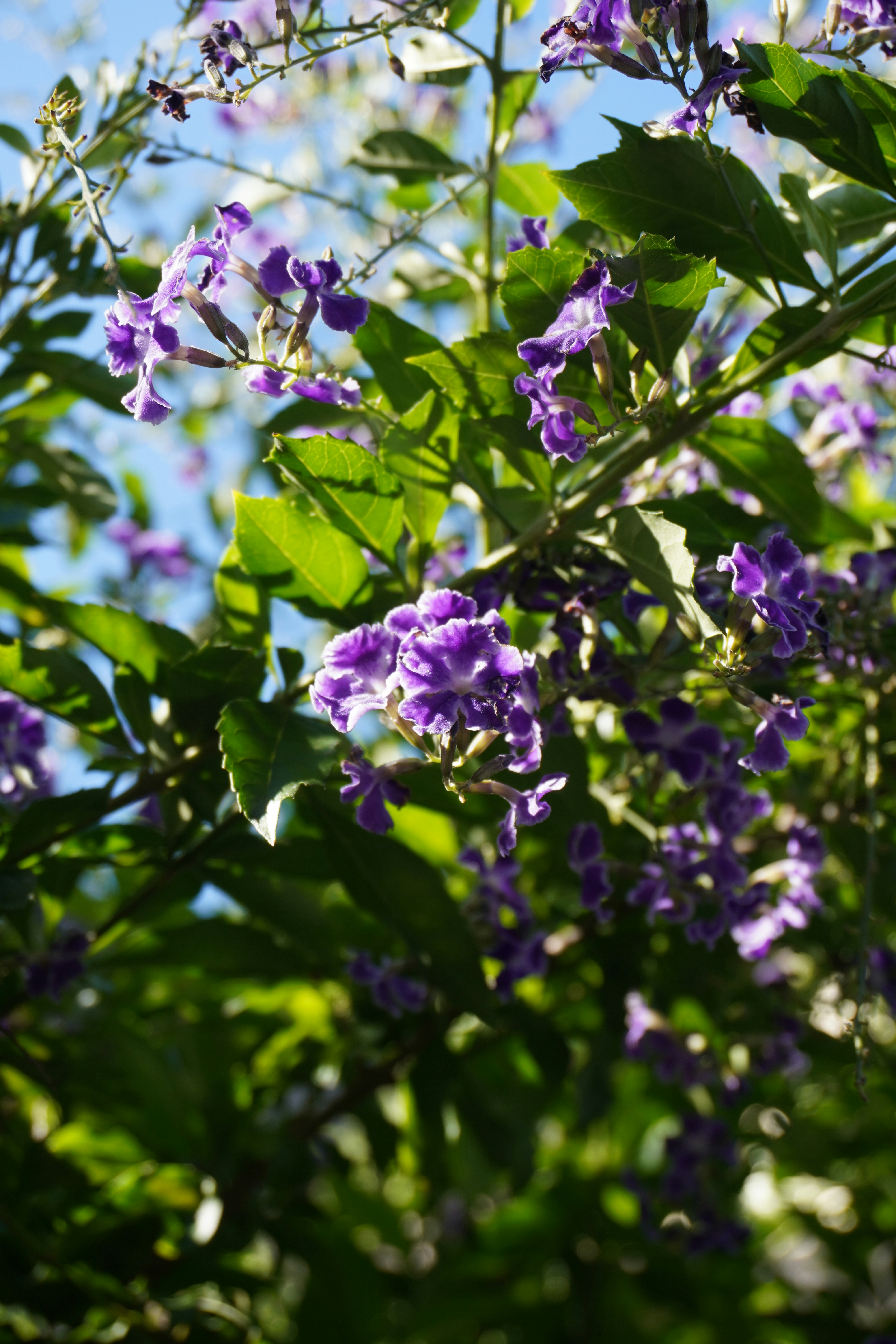 Photo by cherrymacherie