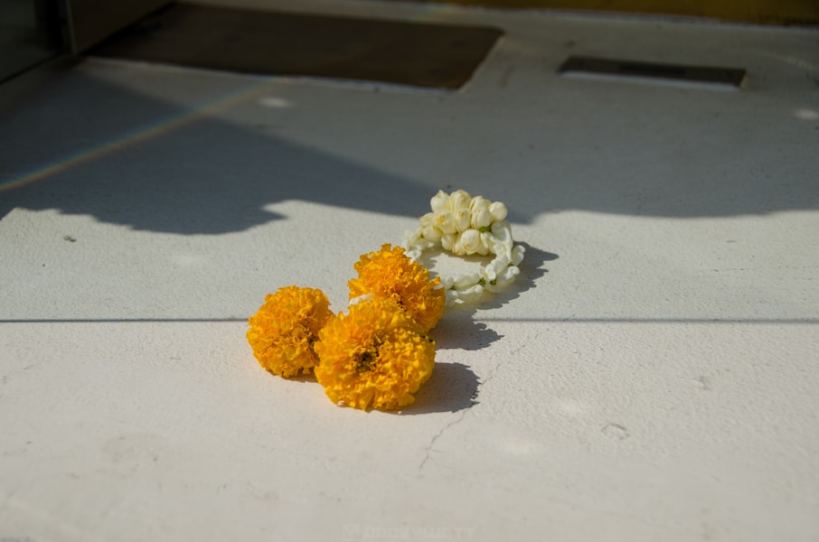 Pet Cremation UK: Costs, Types and What to Expect