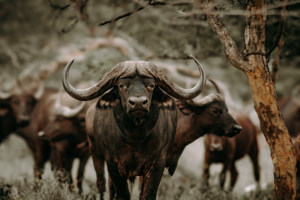 a herd of cattle standing next to a tree