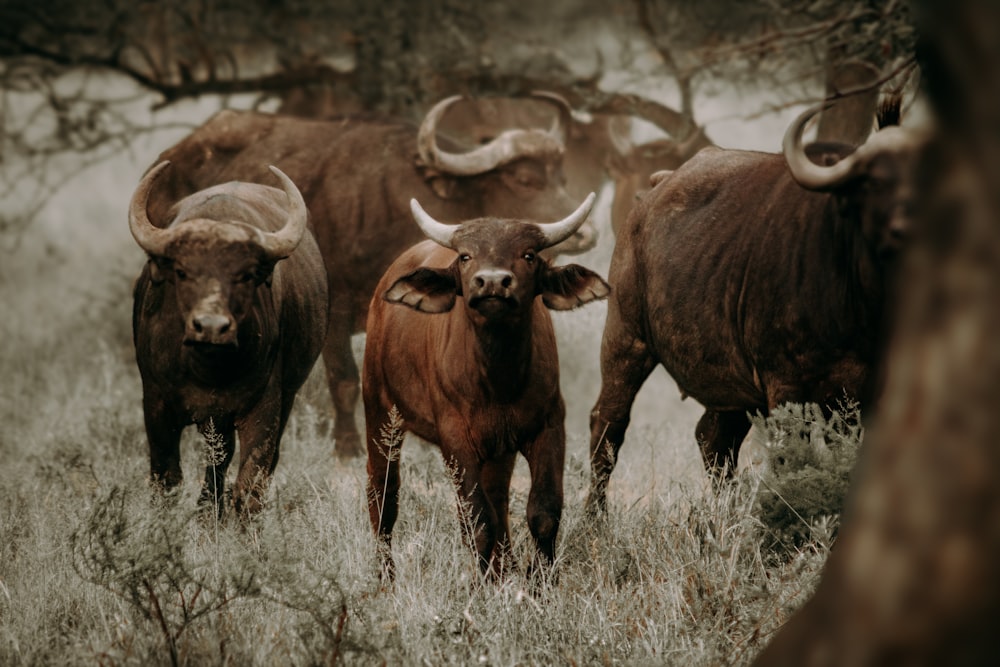 a herd of cattle standing on top of a grass covered field