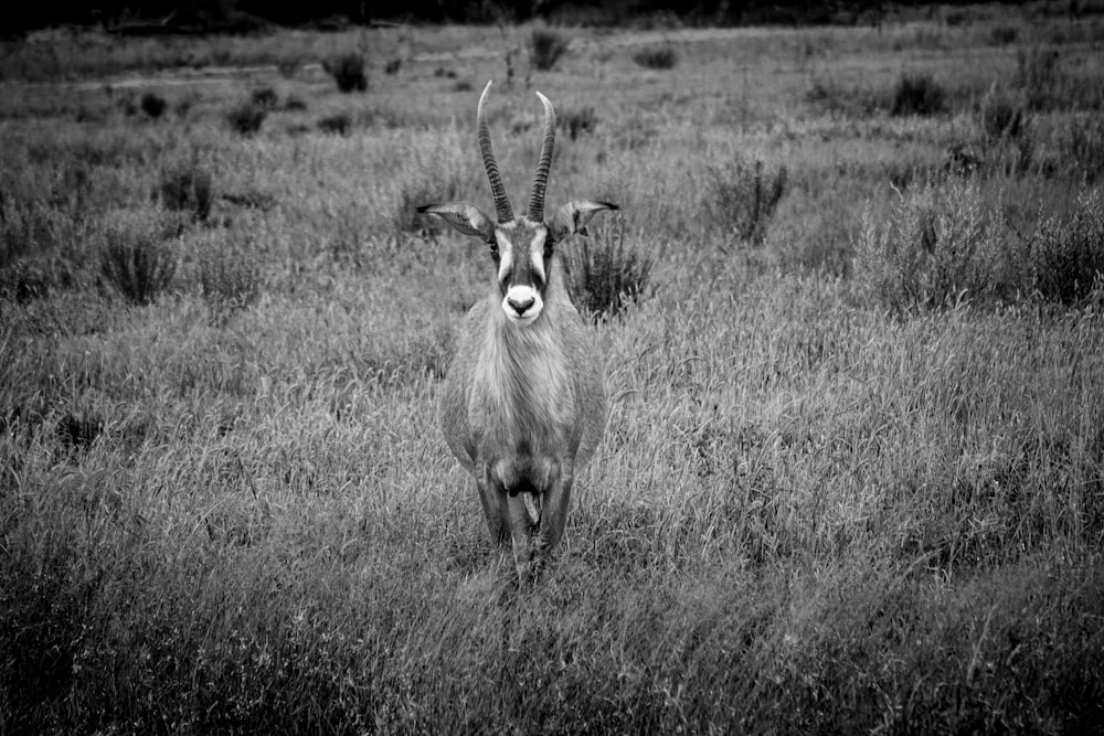 an antelope standing in a field of tall grass