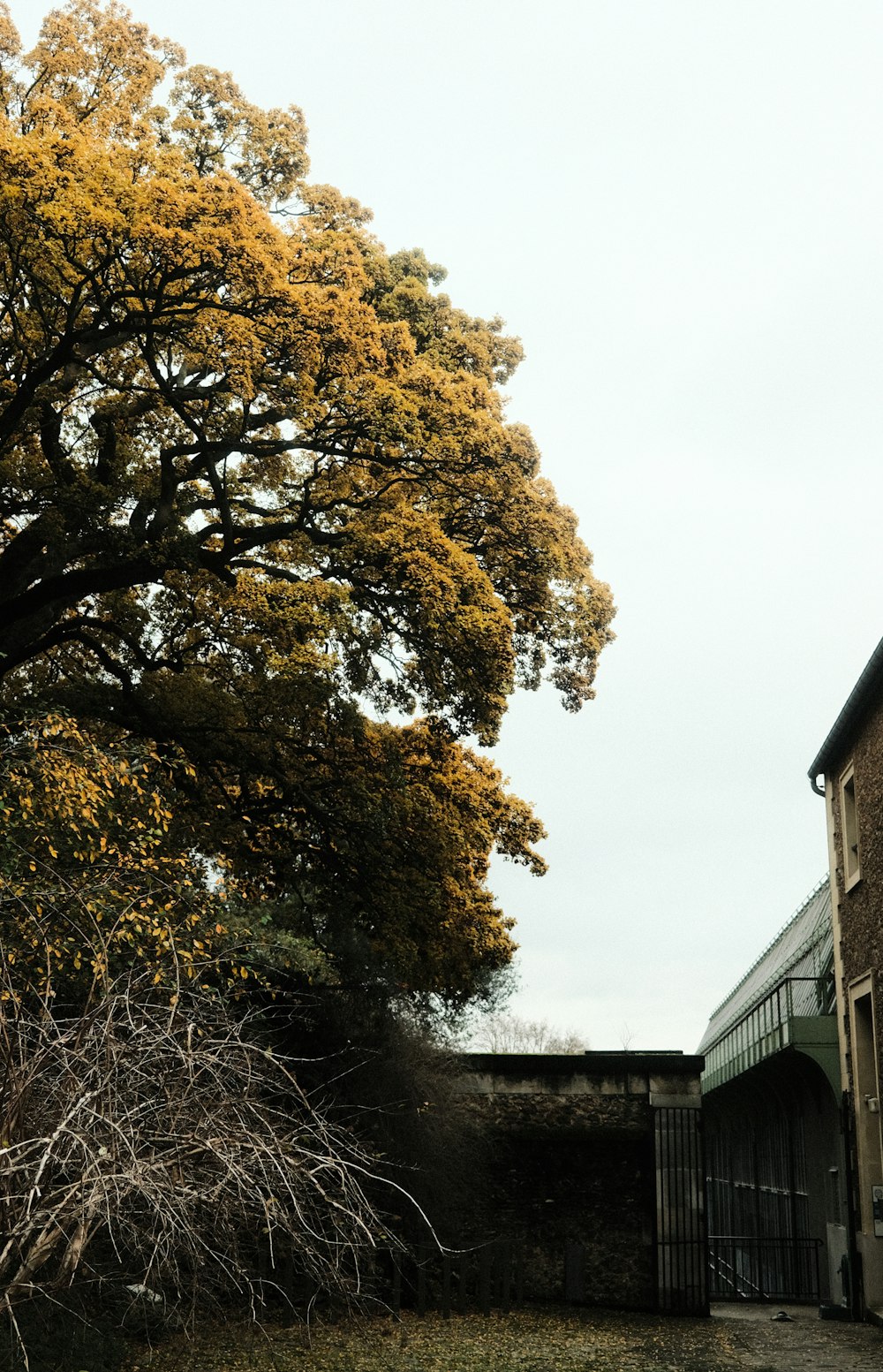 a large tree in front of a brick building