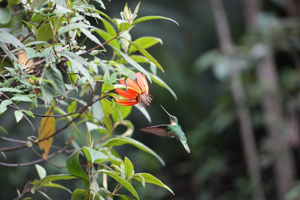 a hummingbird hovering over a flower in a forest
