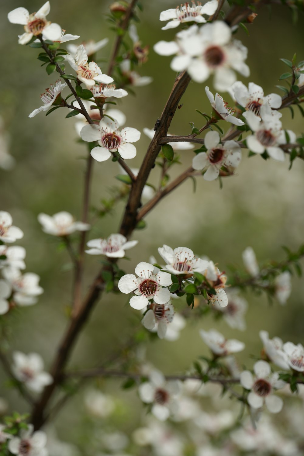 a close up of a tree with white flowers