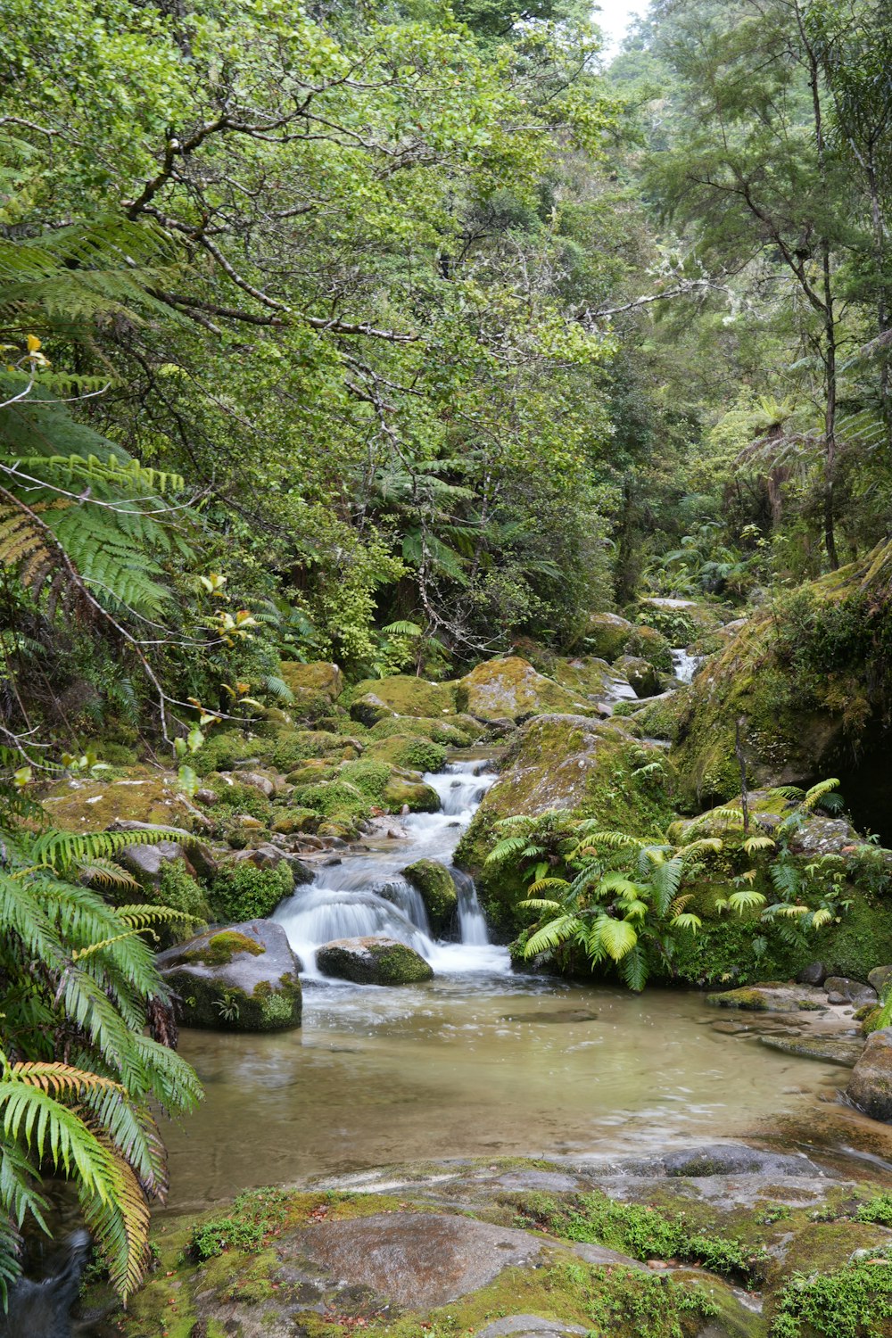 um riacho que atravessa uma exuberante floresta verde
