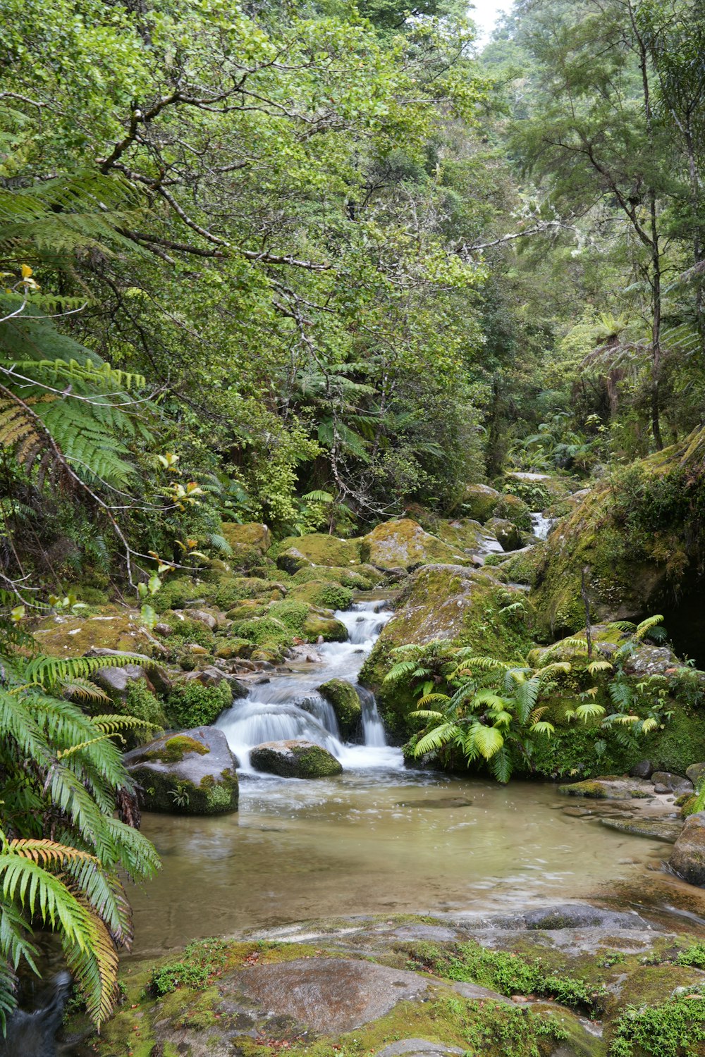 a stream running through a lush green forest