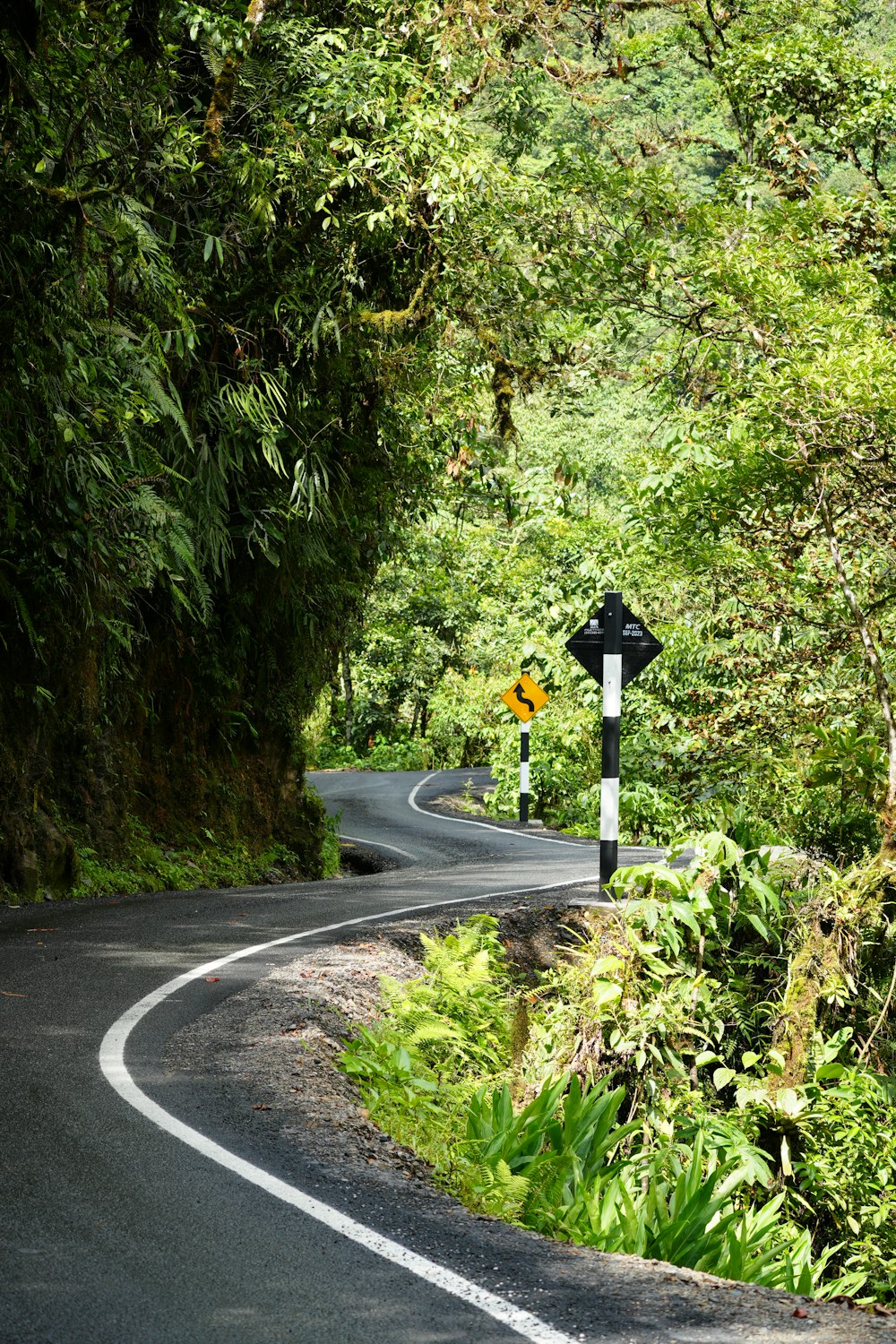 a curved road surrounded by lush green trees