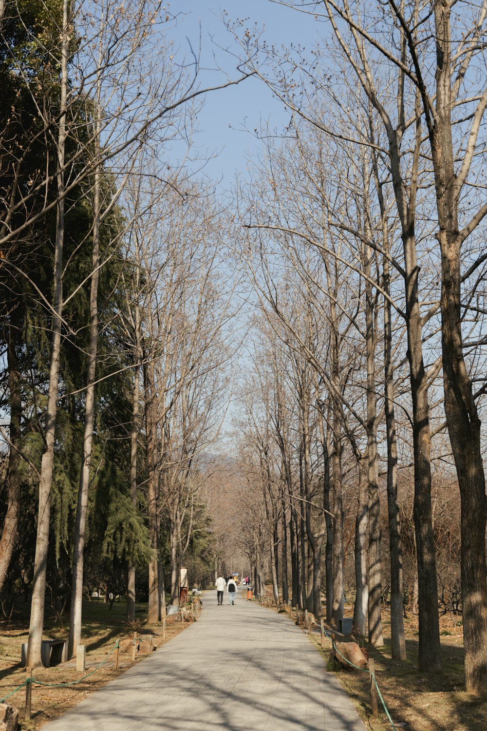 a street lined with lots of trees next to a forest