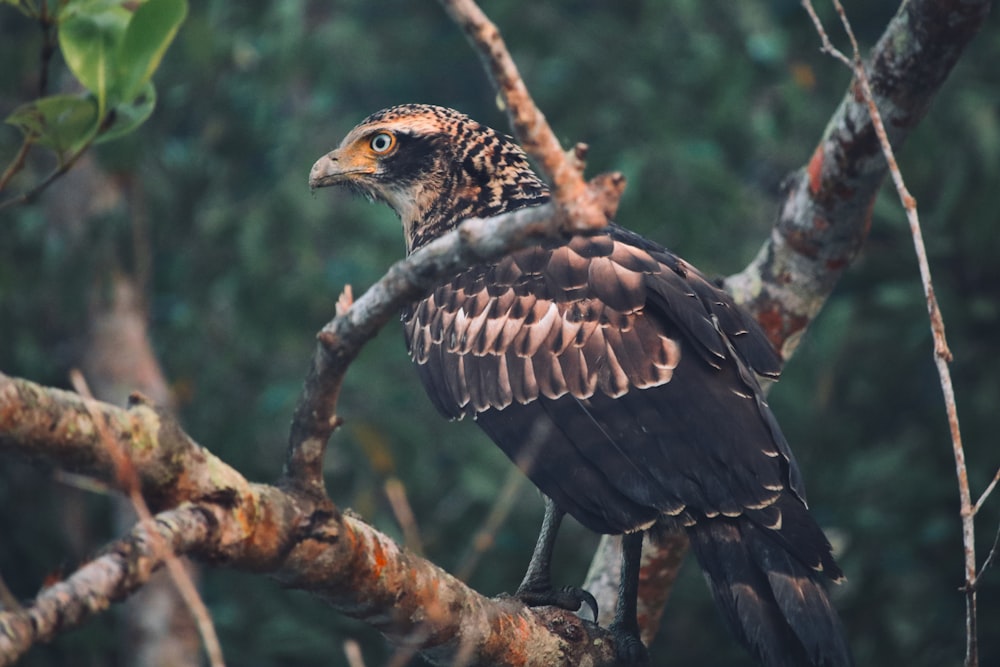 a large bird perched on top of a tree branch