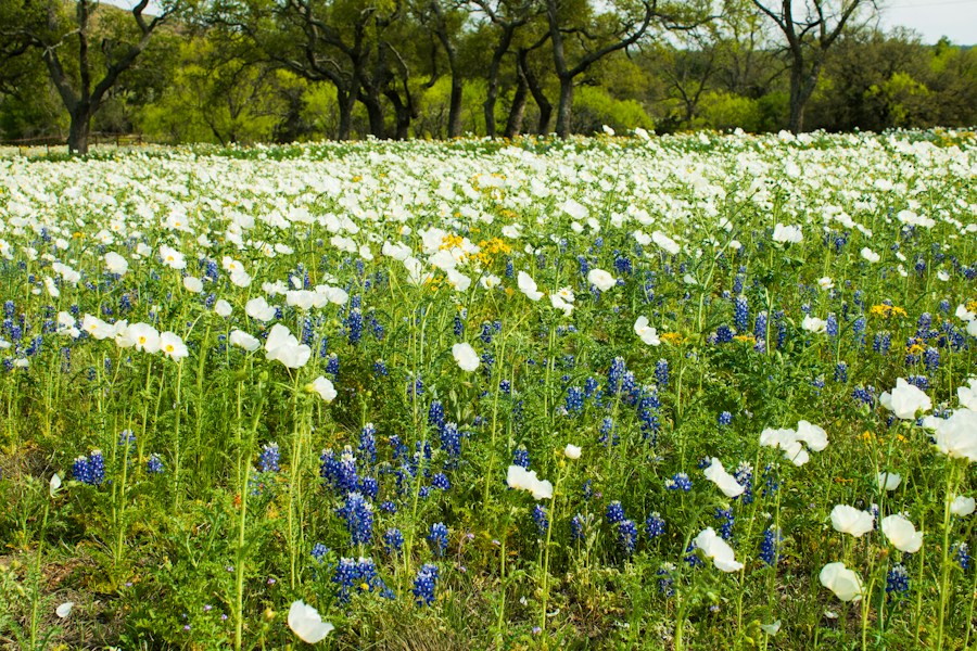 Texas Hill Country: Limestone, Springs & Live Oaks
