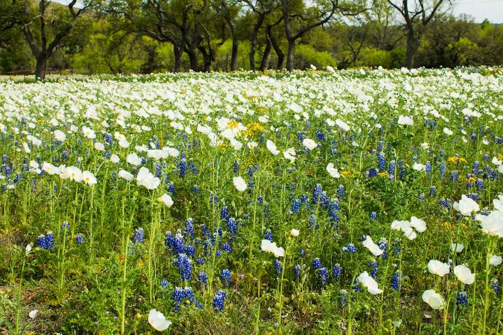 a field full of white and blue flowers