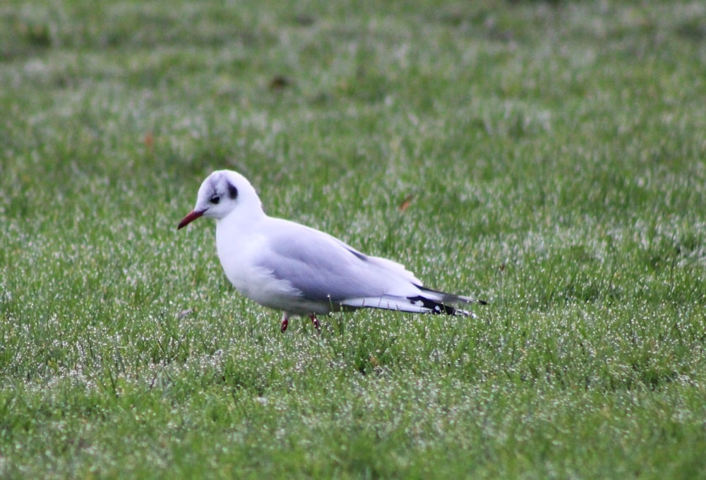 a seagull standing in a field of green grass