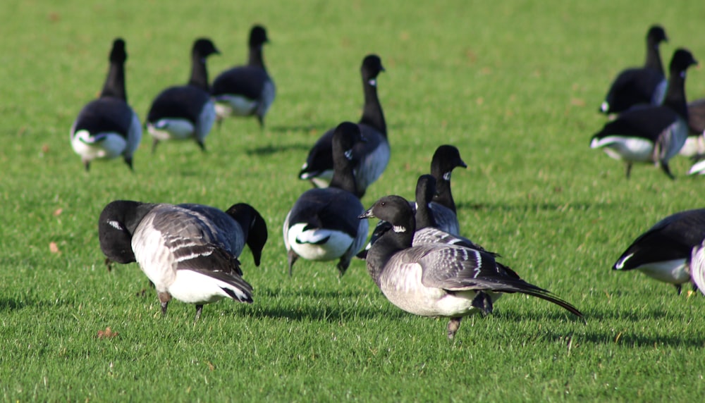 a flock of birds standing on top of a lush green field