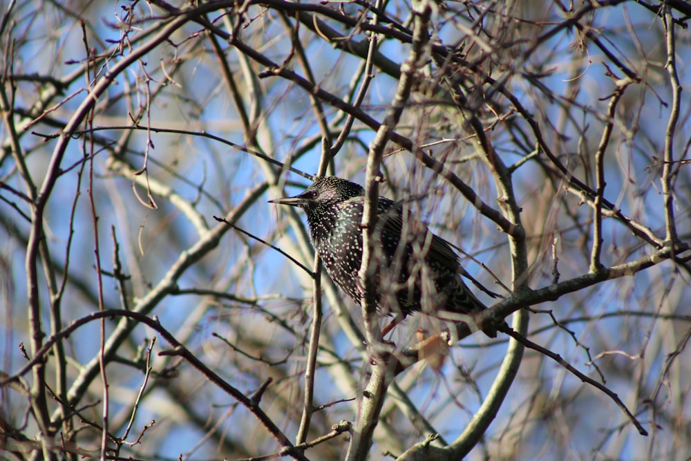 a bird sitting on a branch of a tree