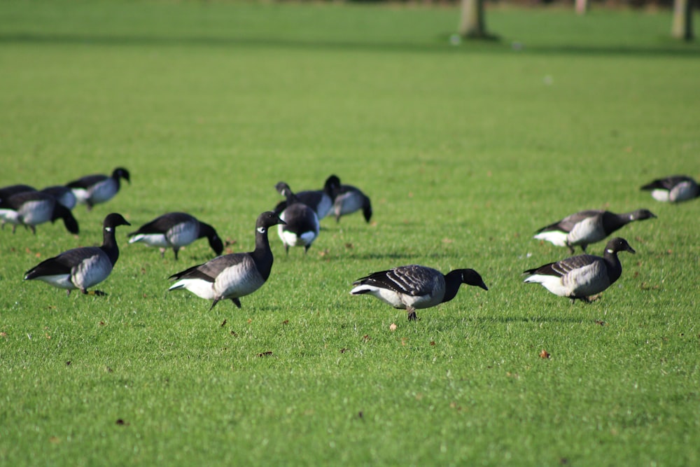 a flock of ducks standing on top of a lush green field