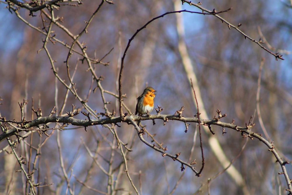 a small bird sitting on a branch of a tree