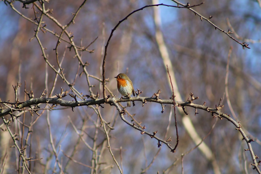 a small bird sitting on a branch of a tree