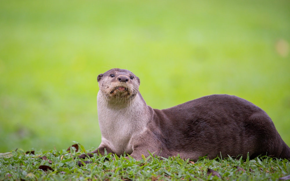 an otter sitting in the grass looking up