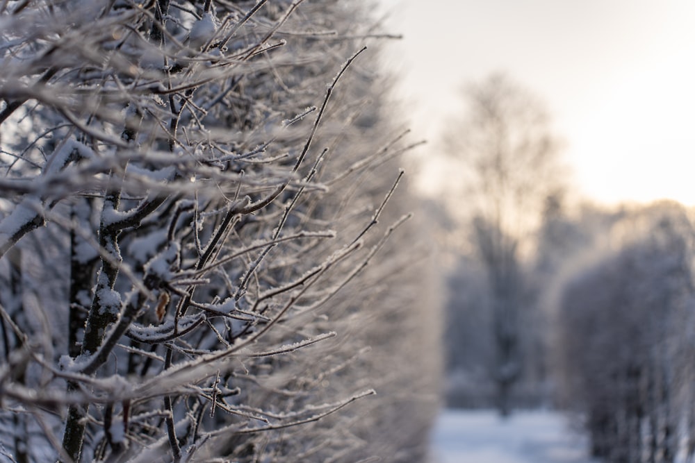 a snowy landscape with trees and a path