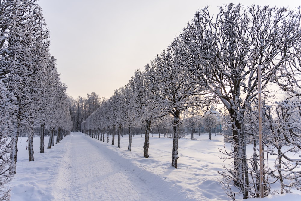 a snow covered field with trees and snow covered ground